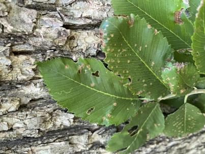 column LEAF