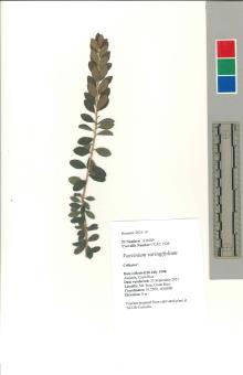PLANT