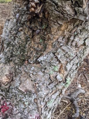 column Bark