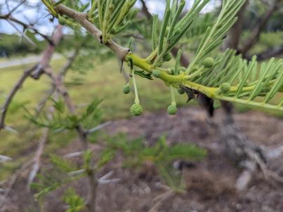 column Bud