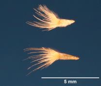 SEED