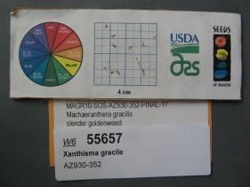 Click for 1 image(s) for this accession. SEED
