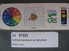 SEED