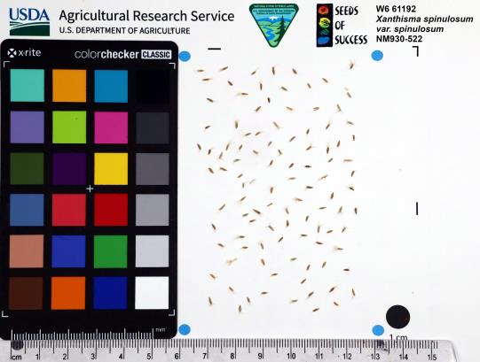 Click for 1 image(s) for this accession. SEED
