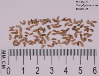 column SEED
