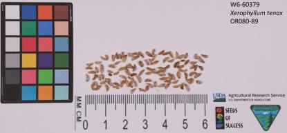 column SEED