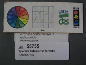 Click for 1 image(s) for this accession. SEED