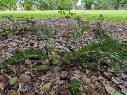 PLANT