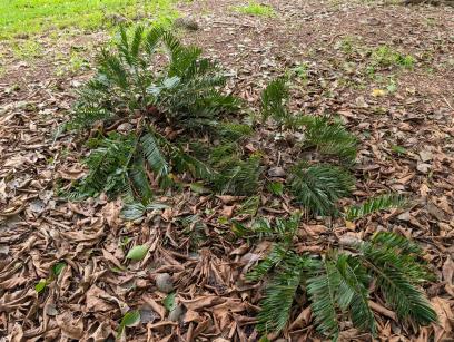PLANT