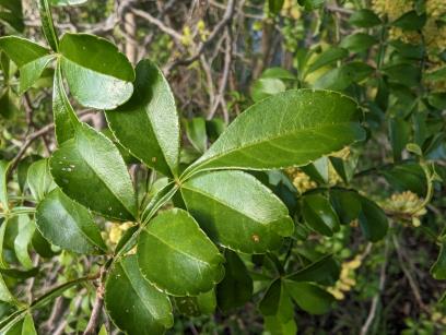 column LEAF