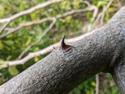 column SPIKE