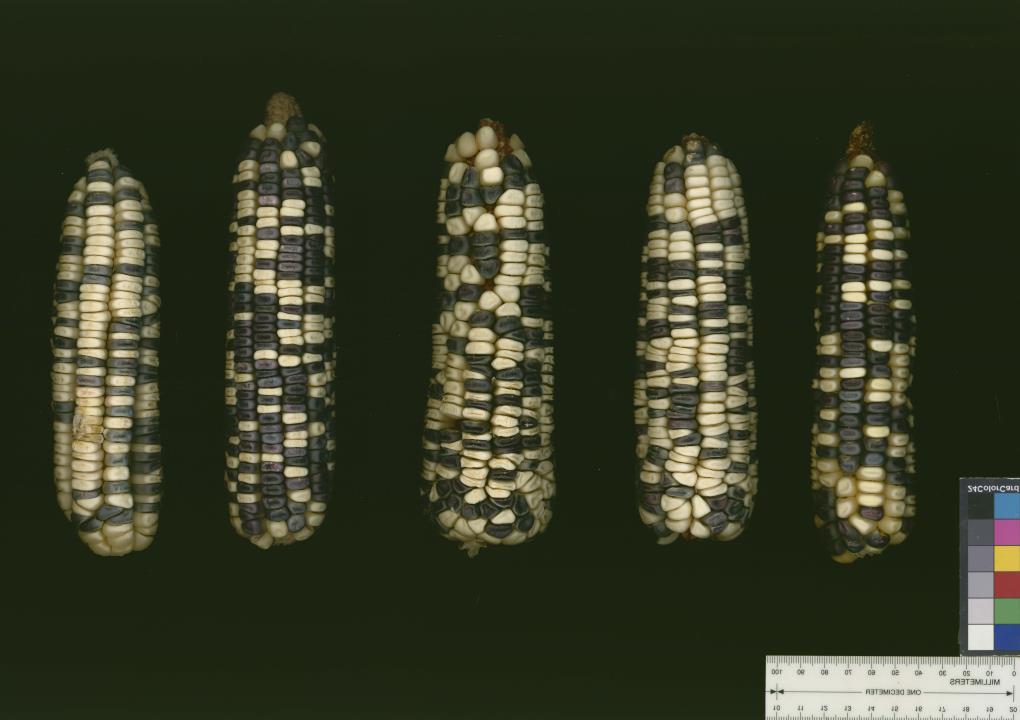 column EAR