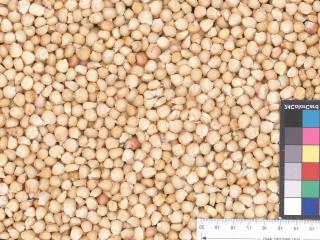 Click for 3 image(s) for this accession. KERNELS