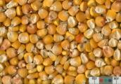 Click for 2 image(s) for this accession. KERNELS