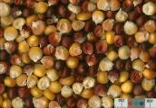 Click for 1 image(s) for this accession. KERNELS