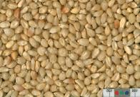Click for 4 image(s) for this accession. KERNELS