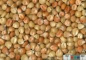 Click for 1 image(s) for this accession. KERNELS