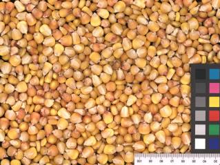 column KERNELS