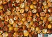 Click for 3 image(s) for this accession. KERNELS