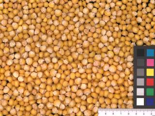 Click for 2 image(s) for this accession. KERNELS