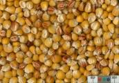 Click for 3 image(s) for this accession. KERNELS