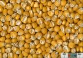 Click for 2 image(s) for this accession. KERNELS