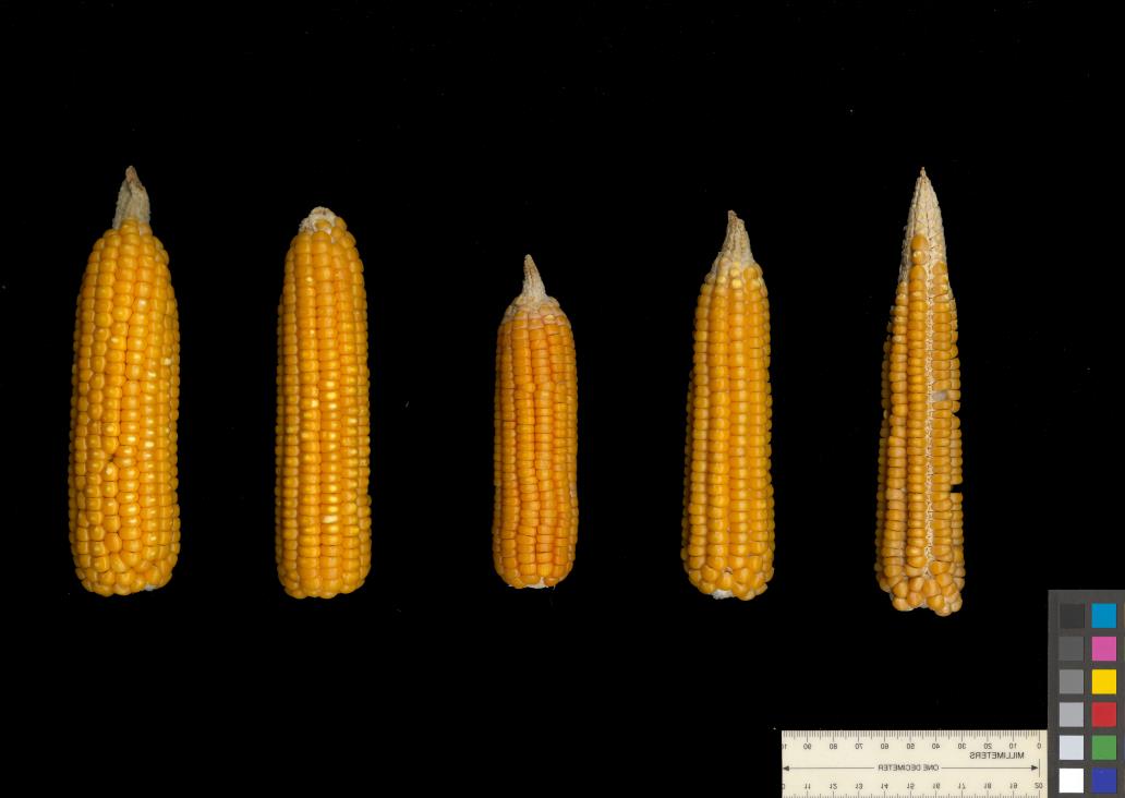 column EAR