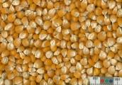 Click for 2 image(s) for this accession. KERNELS