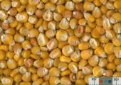 Click for 1 image(s) for this accession. KERNELS