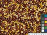 Click for 1 image(s) for this accession. KERNELS