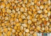 Click for 1 image(s) for this accession. KERNELS