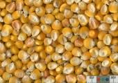 Click for 1 image(s) for this accession. KERNELS