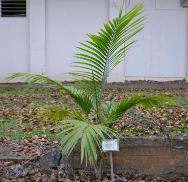 column PLANT