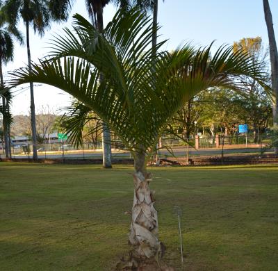 column PLANT