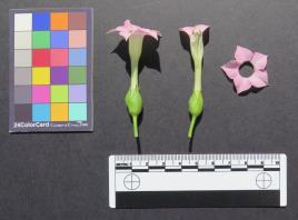 column FLOWER