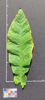 column LEAF