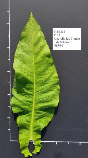 column LEAF