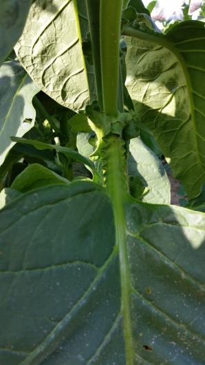 column LEAF