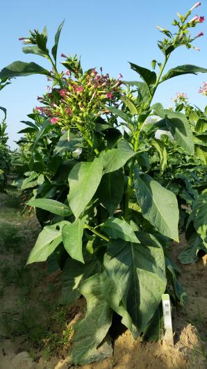 column PLANT