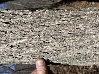 column BARK