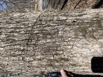 column BARK
