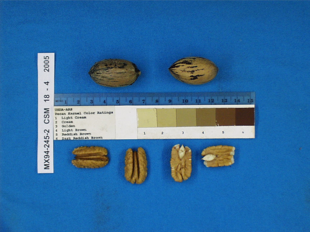 Click for 1 image(s) for this accession. Image
