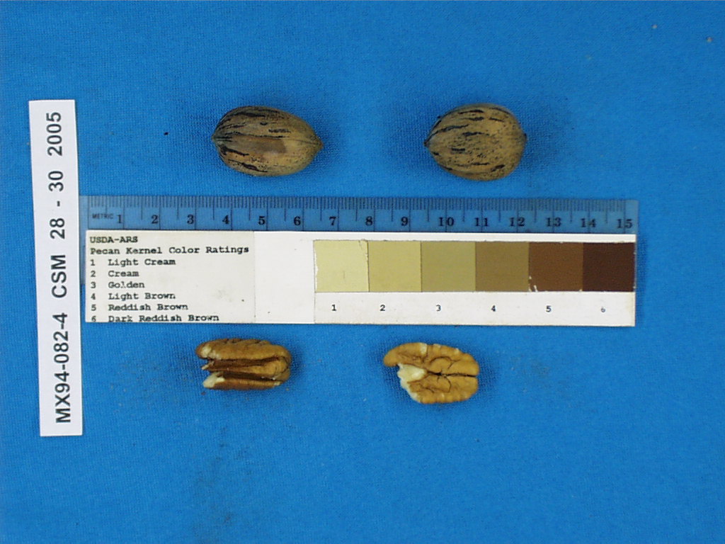 Click for 2 image(s) for this accession. Image