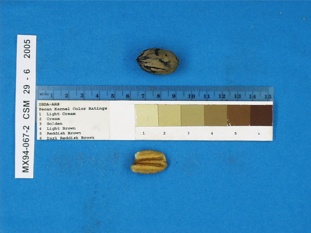 Click for 2 image(s) for this accession. Image
