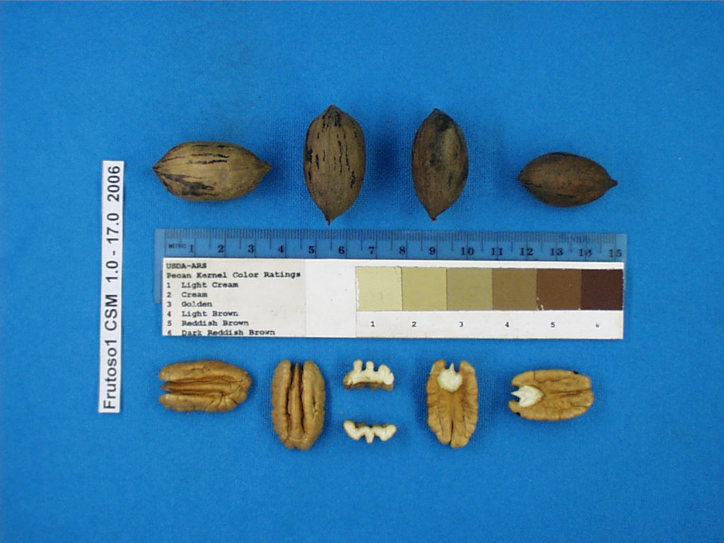 Click for 1 image(s) for this accession. Image