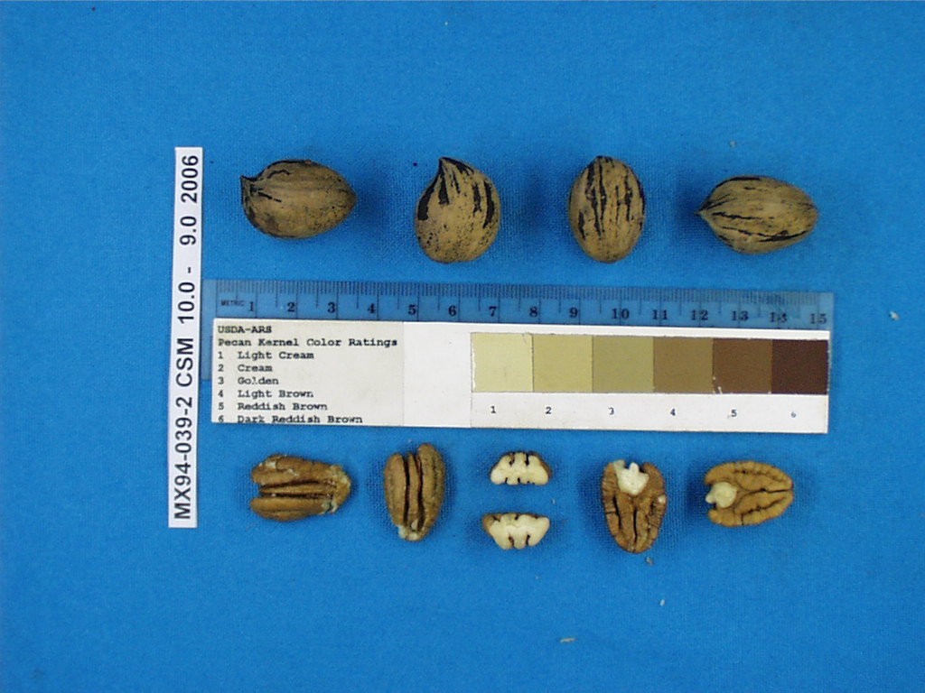 Click for 1 image(s) for this accession. Image