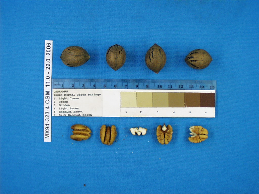 Click for 1 image(s) for this accession. Image