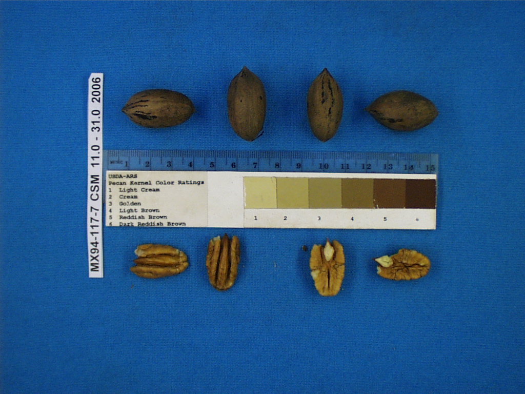 Click for 1 image(s) for this accession. Image