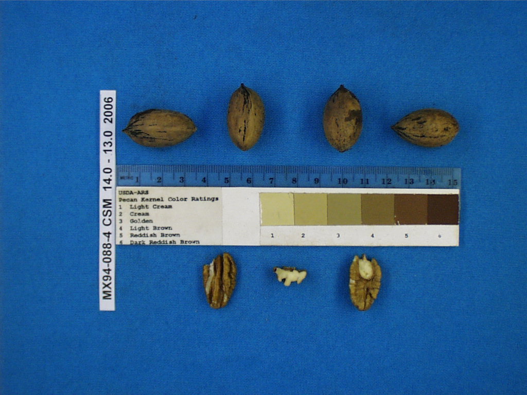 Click for 1 image(s) for this accession. Image