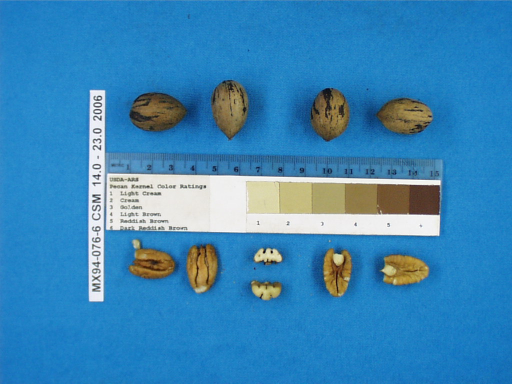 Click for 1 image(s) for this accession. Image
